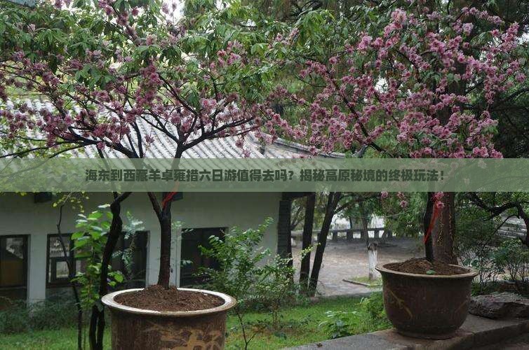 海东到西藏羊卓雍措六日游