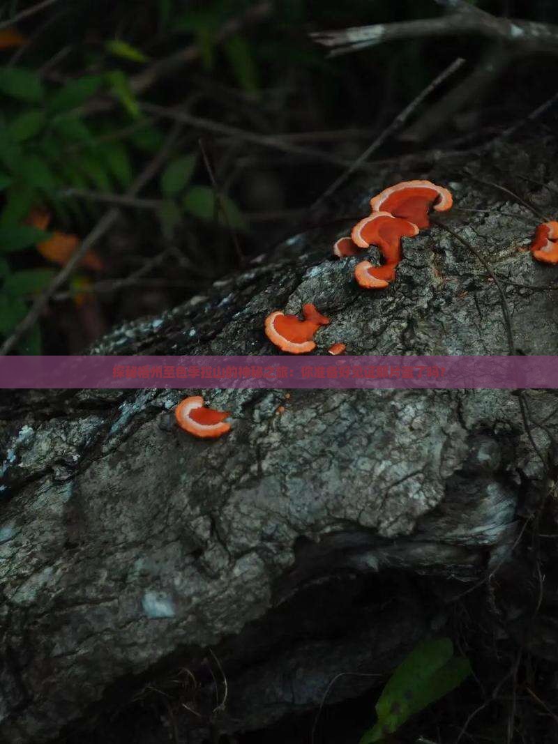 探秘梧州至色季拉山的神秘之旅：你准备好见证那片蓝了吗？