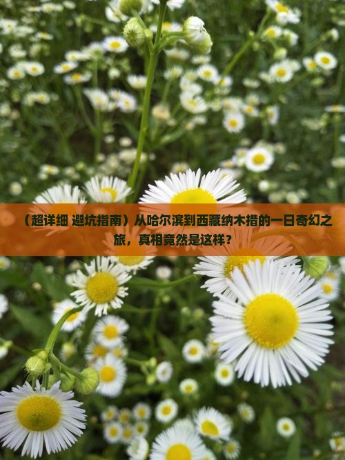 哈尔滨去西藏纳木措一日
