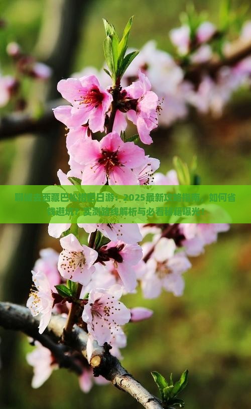 聊城去西藏巴松措四日游