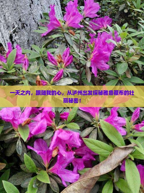 一天之内，跟随我的心，从泸州出发探秘雅鲁藏布的壮丽秘密！