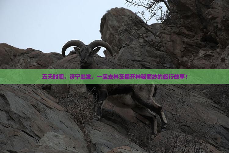 五天时间，济宁出发，一起去林芝揭开神秘面纱的旅行故事！