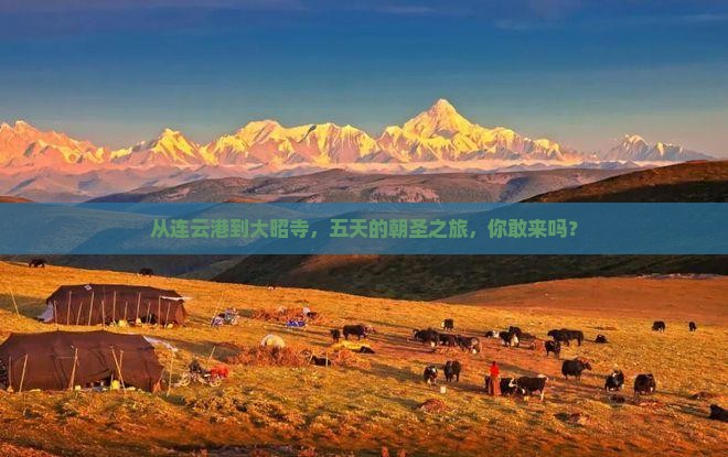 从连云港到大昭寺，五天的朝圣之旅，你敢来吗？