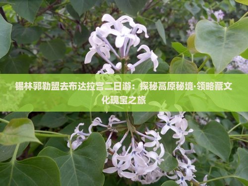 锡林郭勒盟去布达拉宫二日游：探秘高原秘境·领略藏文化瑰宝之旅