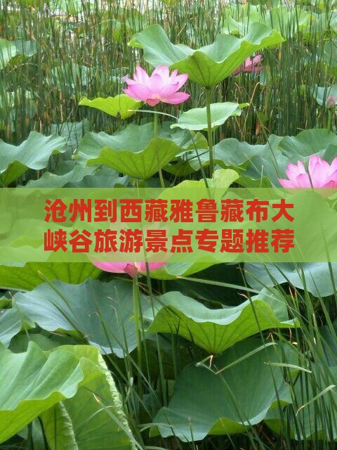 沧州去西藏雅鲁藏布大峡谷自由团