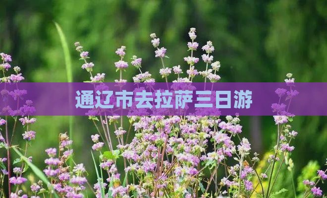 通辽市去西藏拉萨三日游