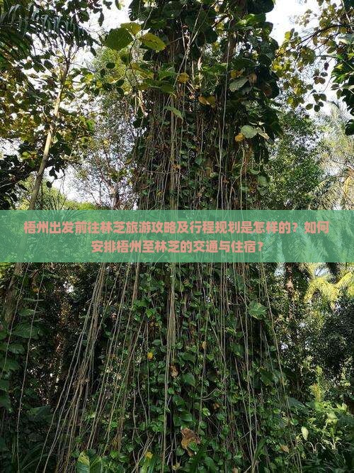梧州出发前往林芝旅游攻略及行程规划是怎样的？如何安排梧州至林芝的交通与住宿？