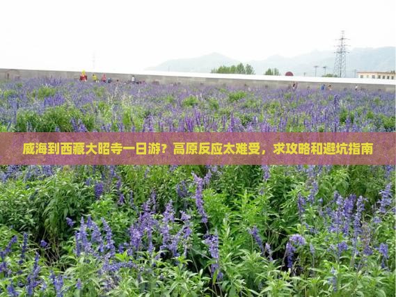 威海到西藏大昭寺一日