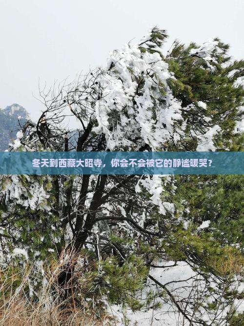 冬天到西藏大昭寺景点