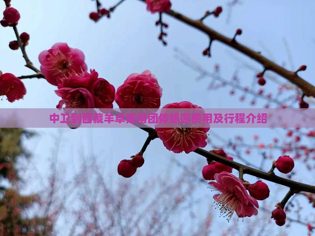 中卫到西藏羊卓雍措团体旅游 中卫到西藏羊卓雍措团体旅游
