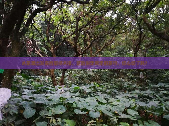 芜湖去西藏纳木措旅游