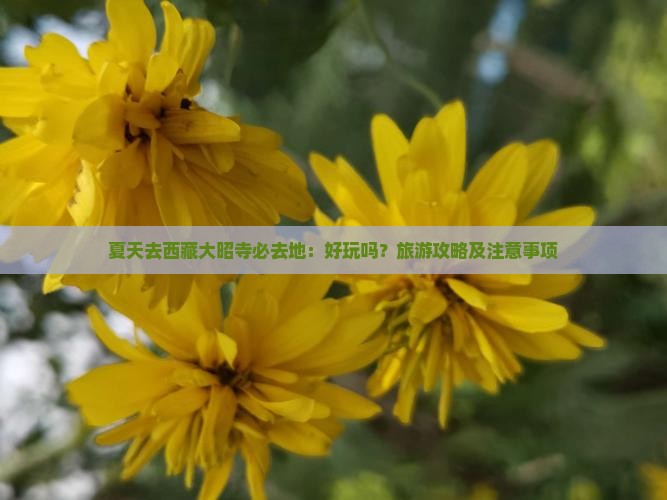夏天去西藏大昭寺必去地