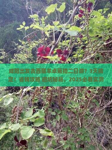 咸阳到西藏羊卓雍措二日游