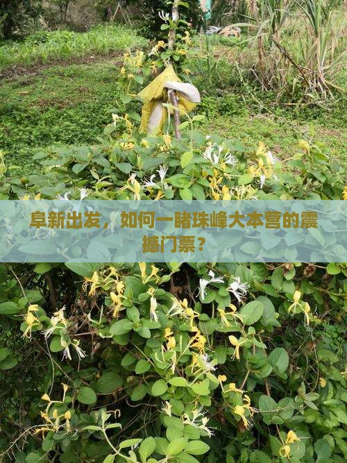 阜新到西藏珠峰大本营门票