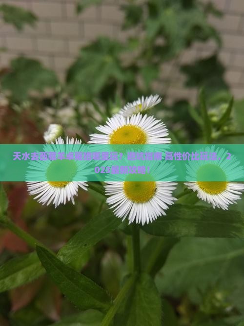 天水去西藏羊卓雍措哪里玩