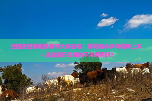 朝阳去西藏雅鲁藏布大峡谷大型旅游团