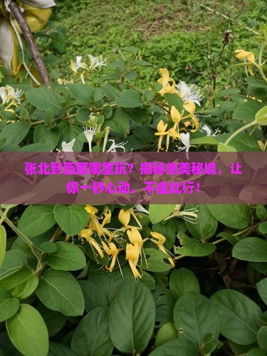 张北到西藏哪里玩