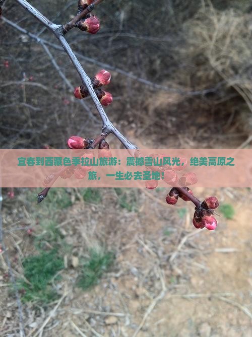 宜春到西藏色季拉山旅游