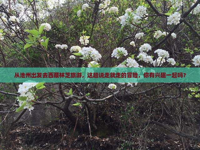 池州去西藏林芝旅游