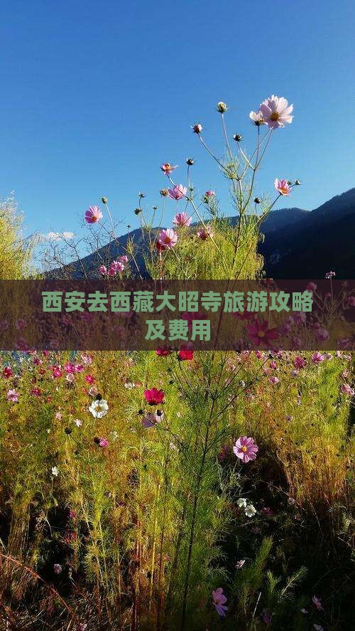 西安去西藏大昭寺门票