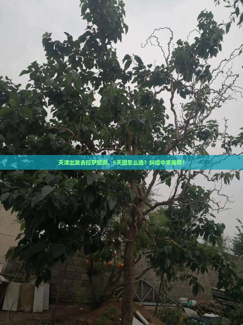 天津去西藏拉萨团体旅游