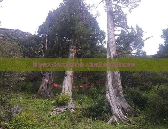 阳泉去大昭寺六日游价格、路线及自驾跟团全攻略