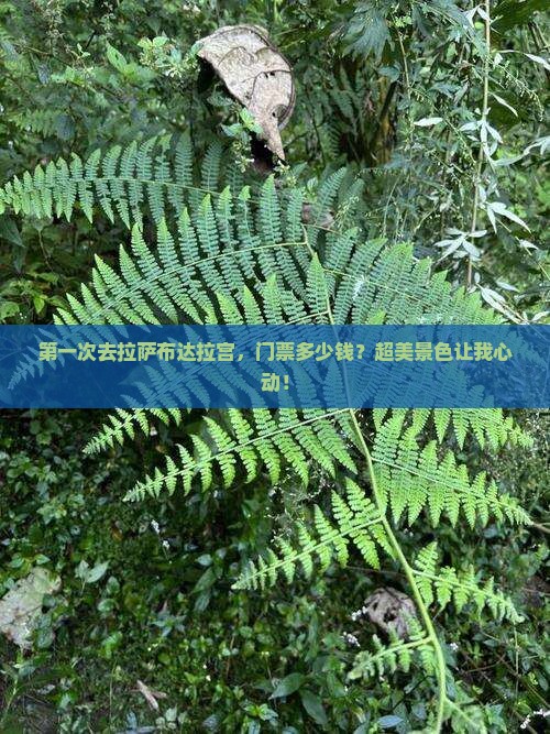 拉萨到西藏布达拉宫旅游