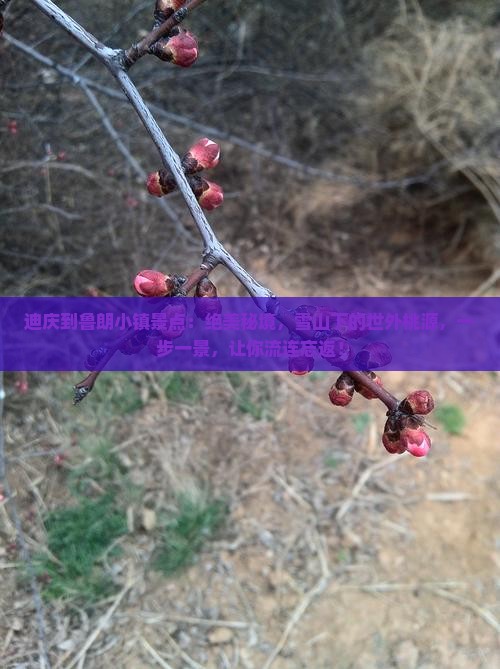 迪庆到西藏鲁朗小镇景点