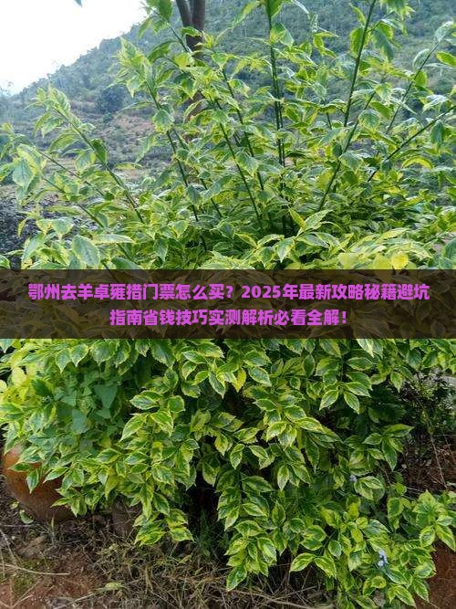鄂州去西藏羊卓雍措门票