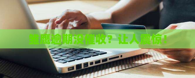 雏鹰逾期没催收