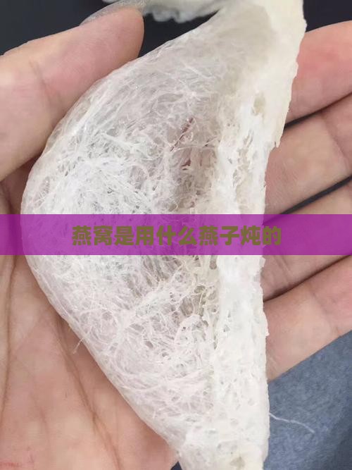 燕窝是用什么燕子炖的