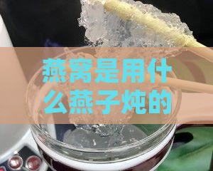 燕窝是用什么燕子炖的