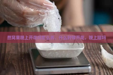 燕窝果晚上开花吗怎么养，什么时候开花，晚上脑吗