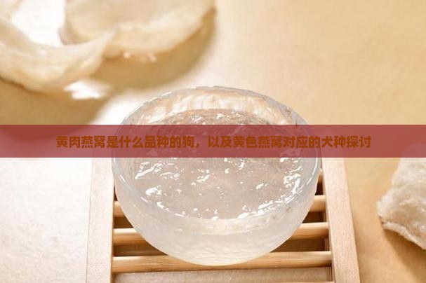 黄肉燕窝是什么品种的狗，以及黄色燕窝对应的犬种探讨