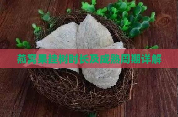 燕窝果挂树时长及成熟周期详解