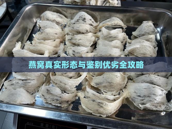 燕窝真实形态与鉴别优劣全攻略