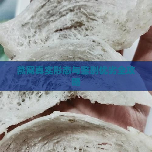 燕窝真实形态与鉴别优劣全攻略
