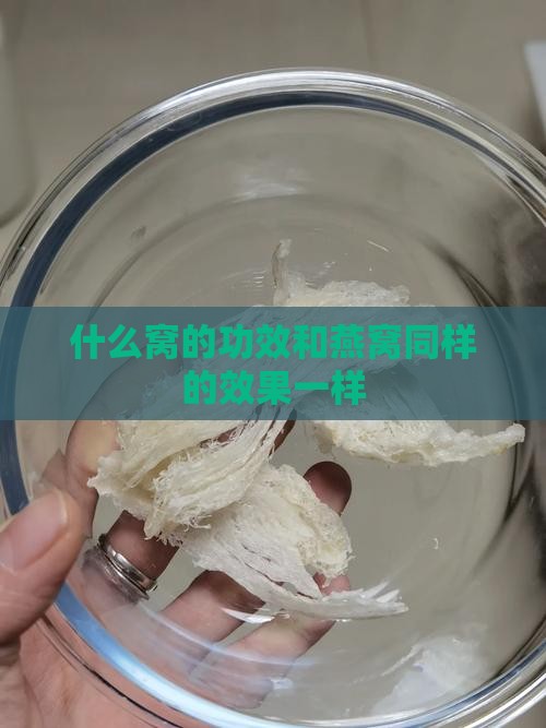 什么窝的功效和燕窝同样的效果一样
