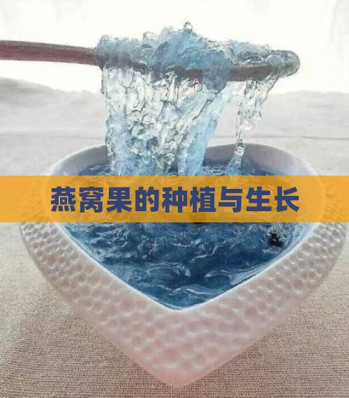 燕窝果的种植与生长