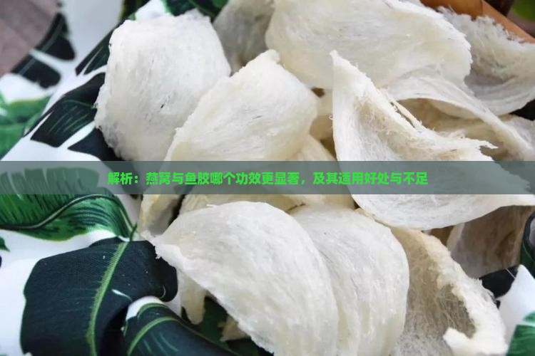 解析：燕窝与鱼胶哪个功效更显著，及其适用好处与不足