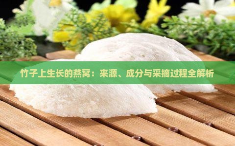竹子上生长的燕窝：来源、成分与采摘过程全解析