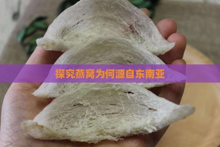 探究燕窝为何源自东南亚