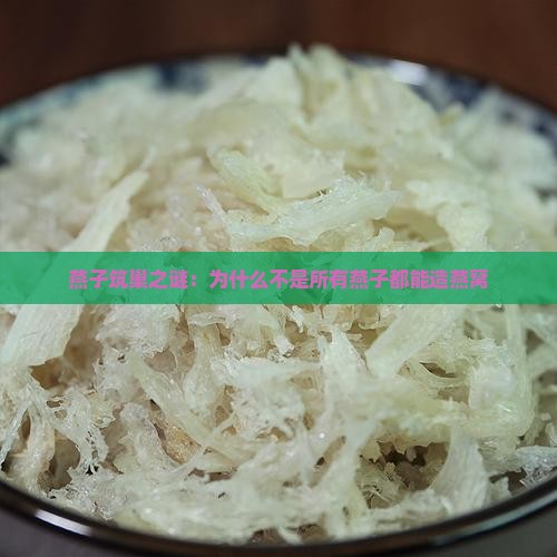 燕子筑巢之谜：为什么不是所有燕子都能造燕窝