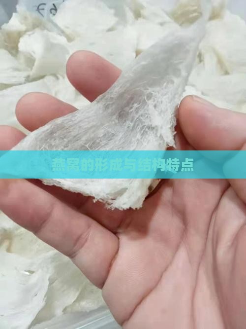 燕窝的形成与结构特点