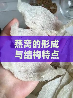 燕窝的形成与结构特点