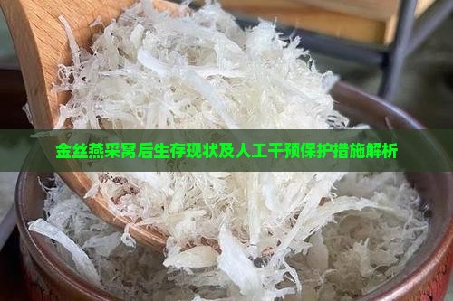 金丝燕采窝后生存现状及人工干预保护措施解析