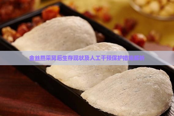 金丝燕采窝后生存现状及人工干预保护措施解析