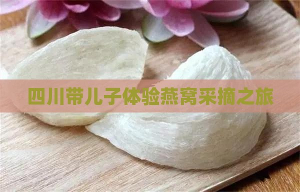 四川带儿子体验燕窝采摘之旅