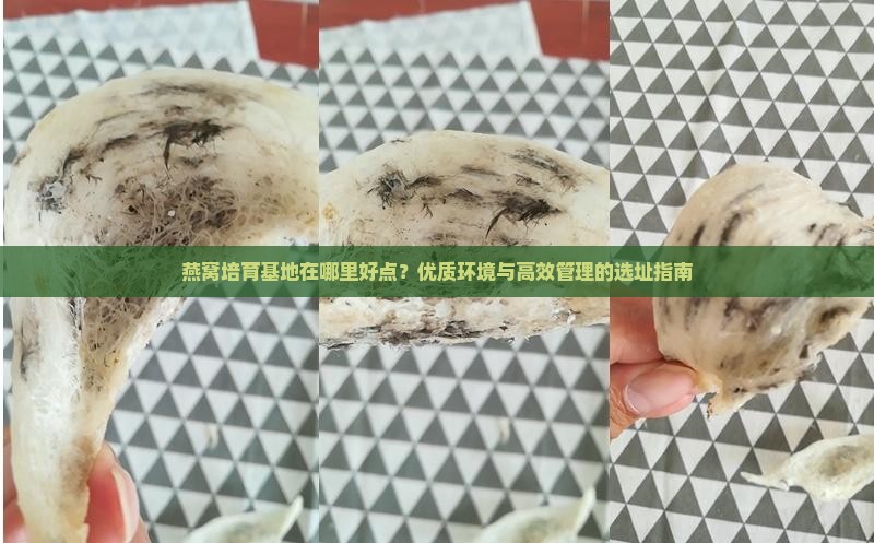 燕窝培育基地在哪里好点