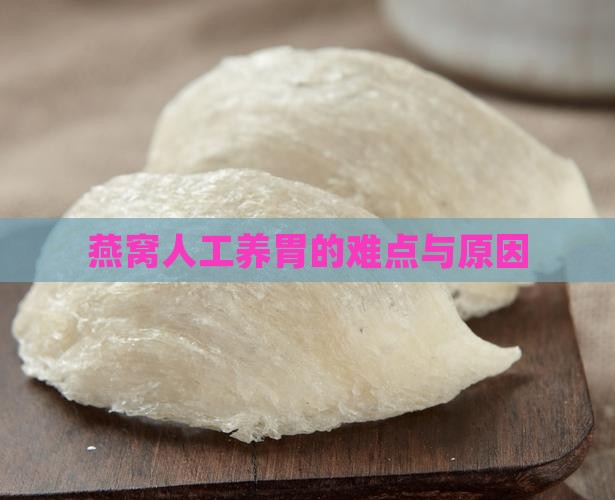 燕窝为什么不能人工养胃